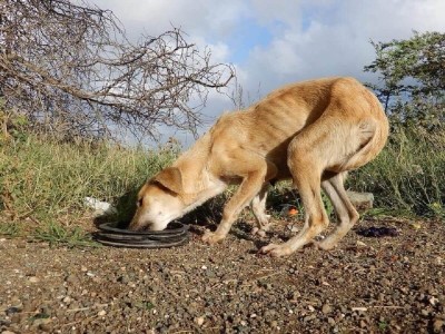 StreetTails - For a dog rescue program at Curaçao